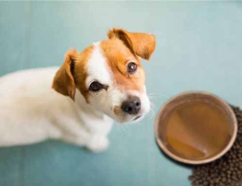 Is Bone Broth Good for Dogs?