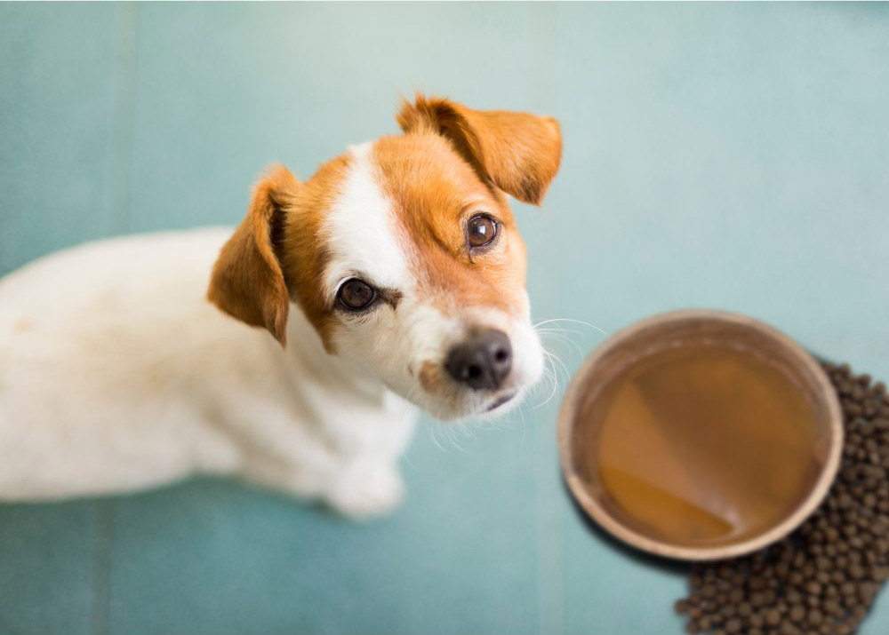 is-bone-broth-good-for-dogs-pinnacle